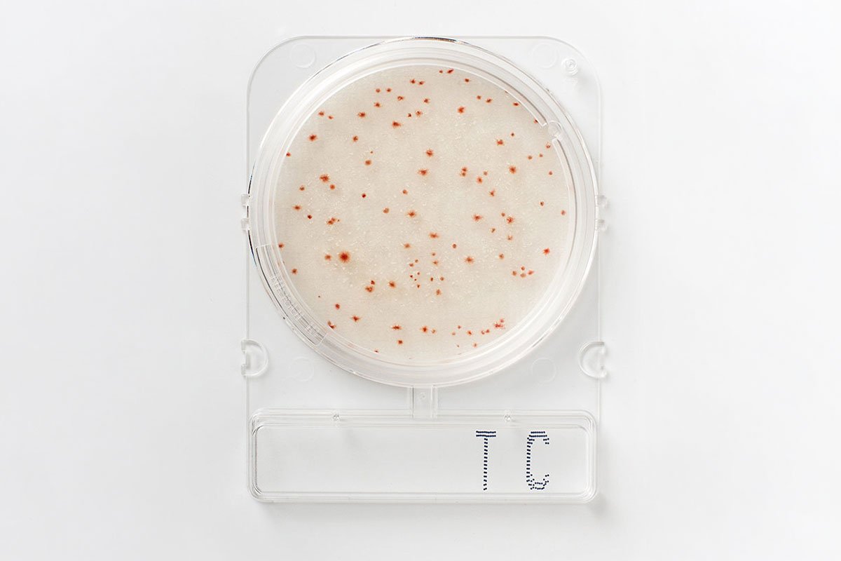 Placa Pronta para Contagem de Bactérias Aeróbias Mesófilas – Compact Dry TC Art. No. HS8771